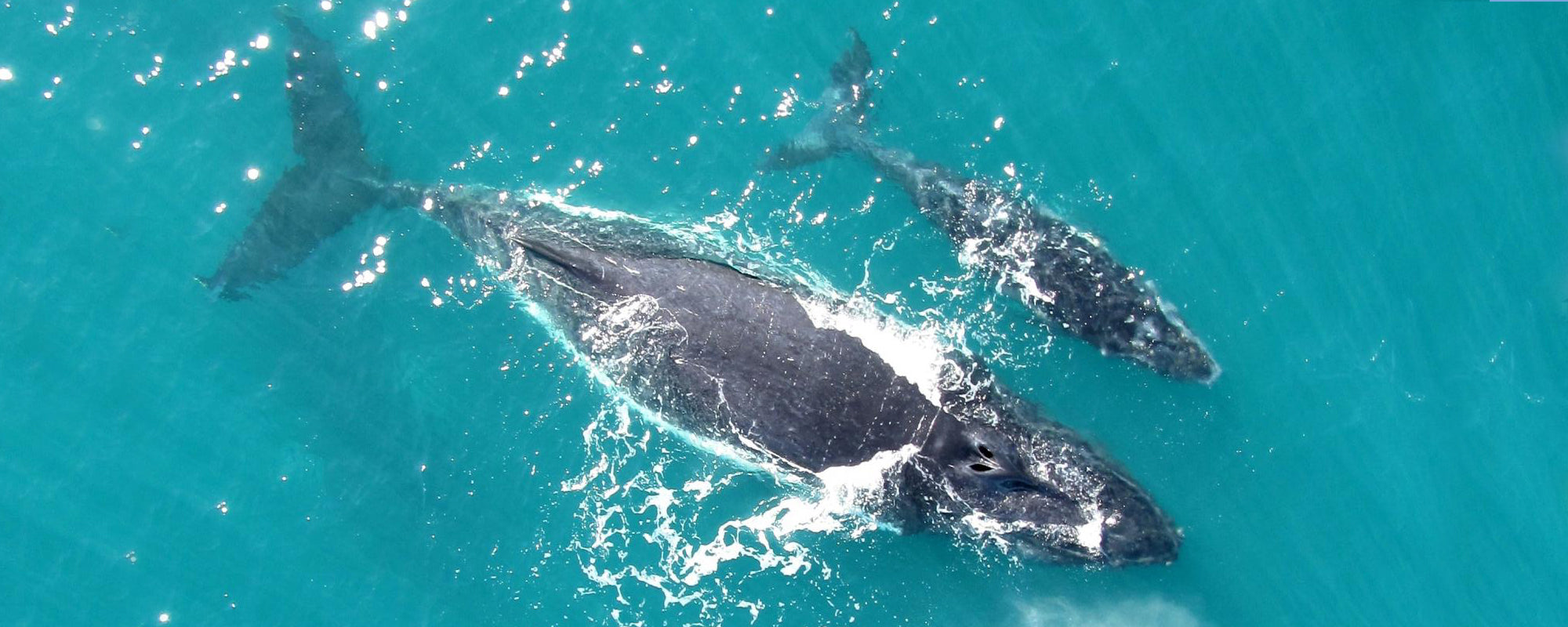 Whale Watching in Panama