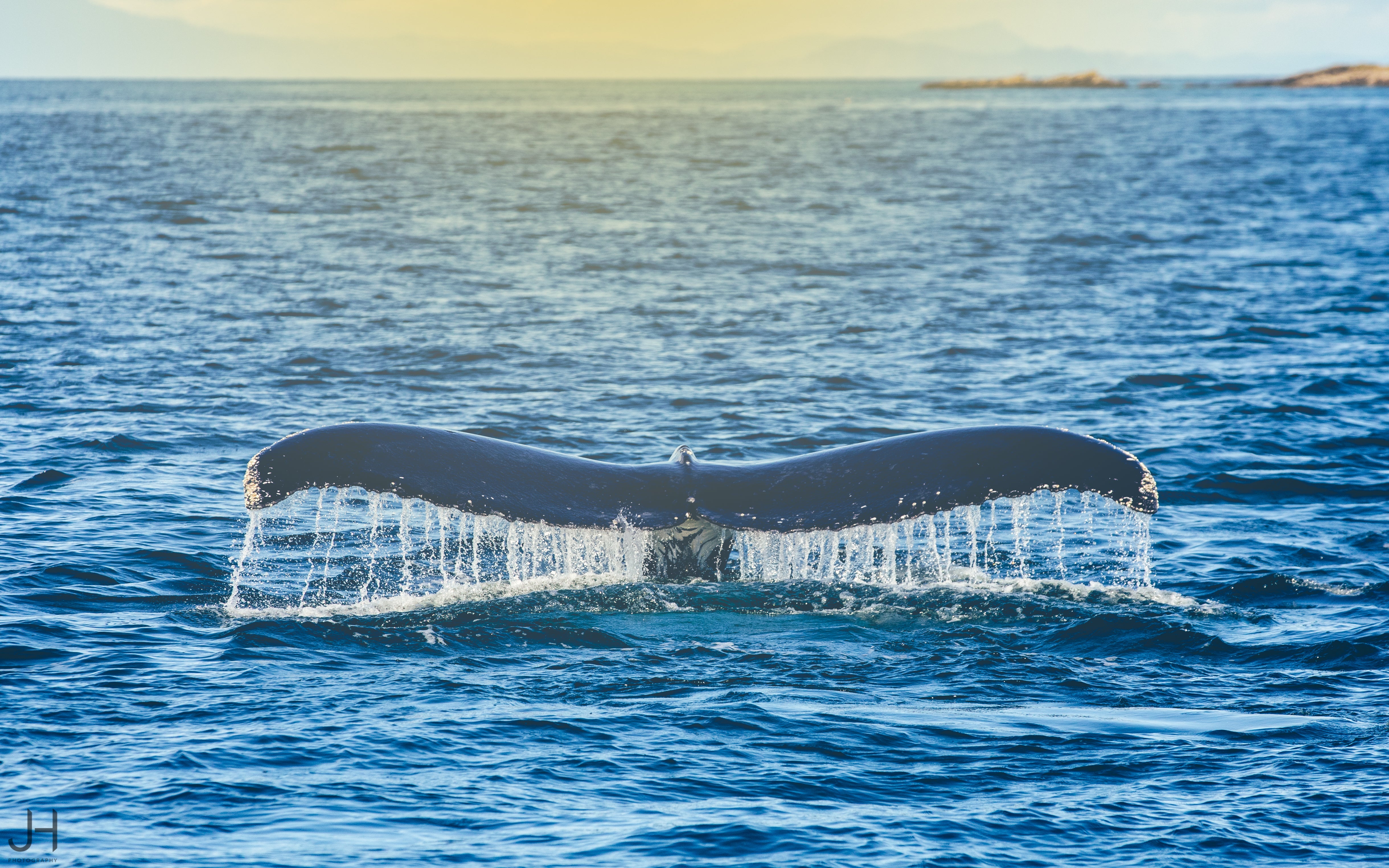 Whale Watching Panama