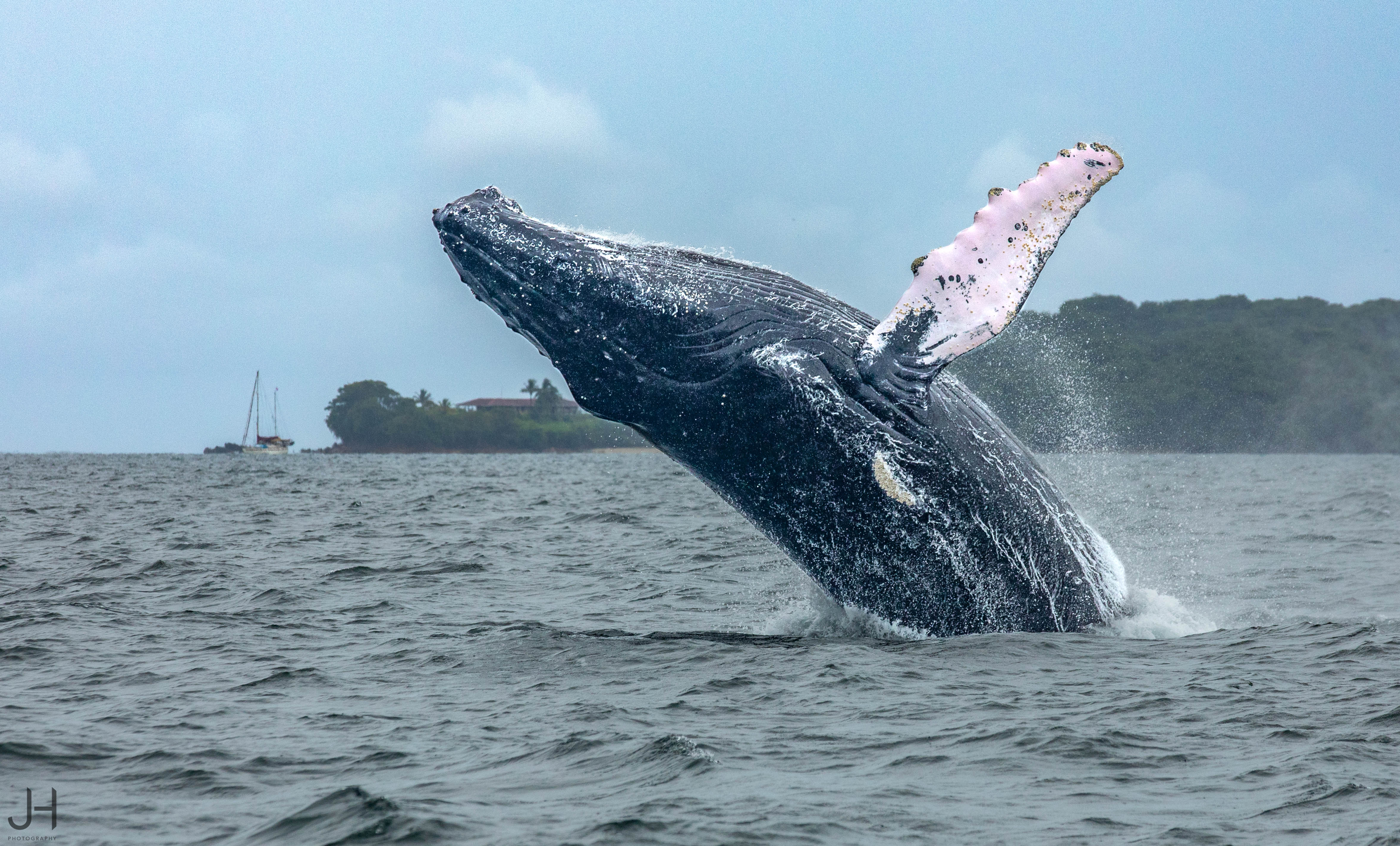 Whale Watching Panama