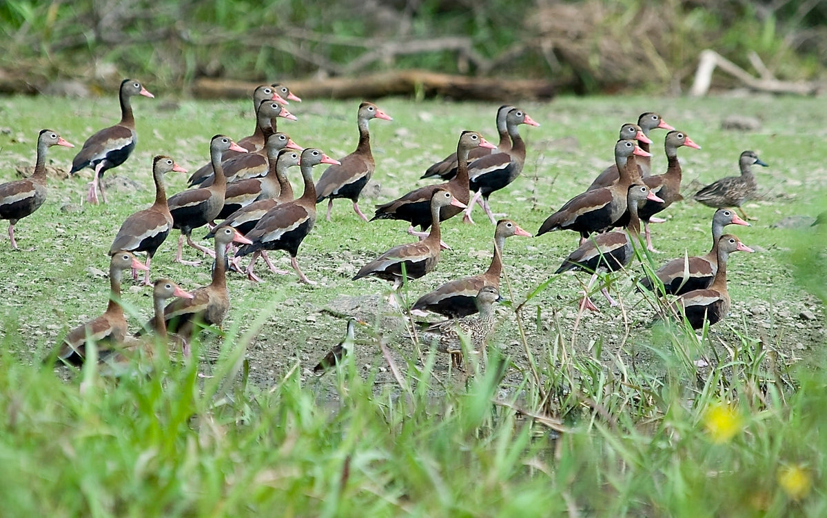 Pipeline Road Hike & Jungle Boat Expedition