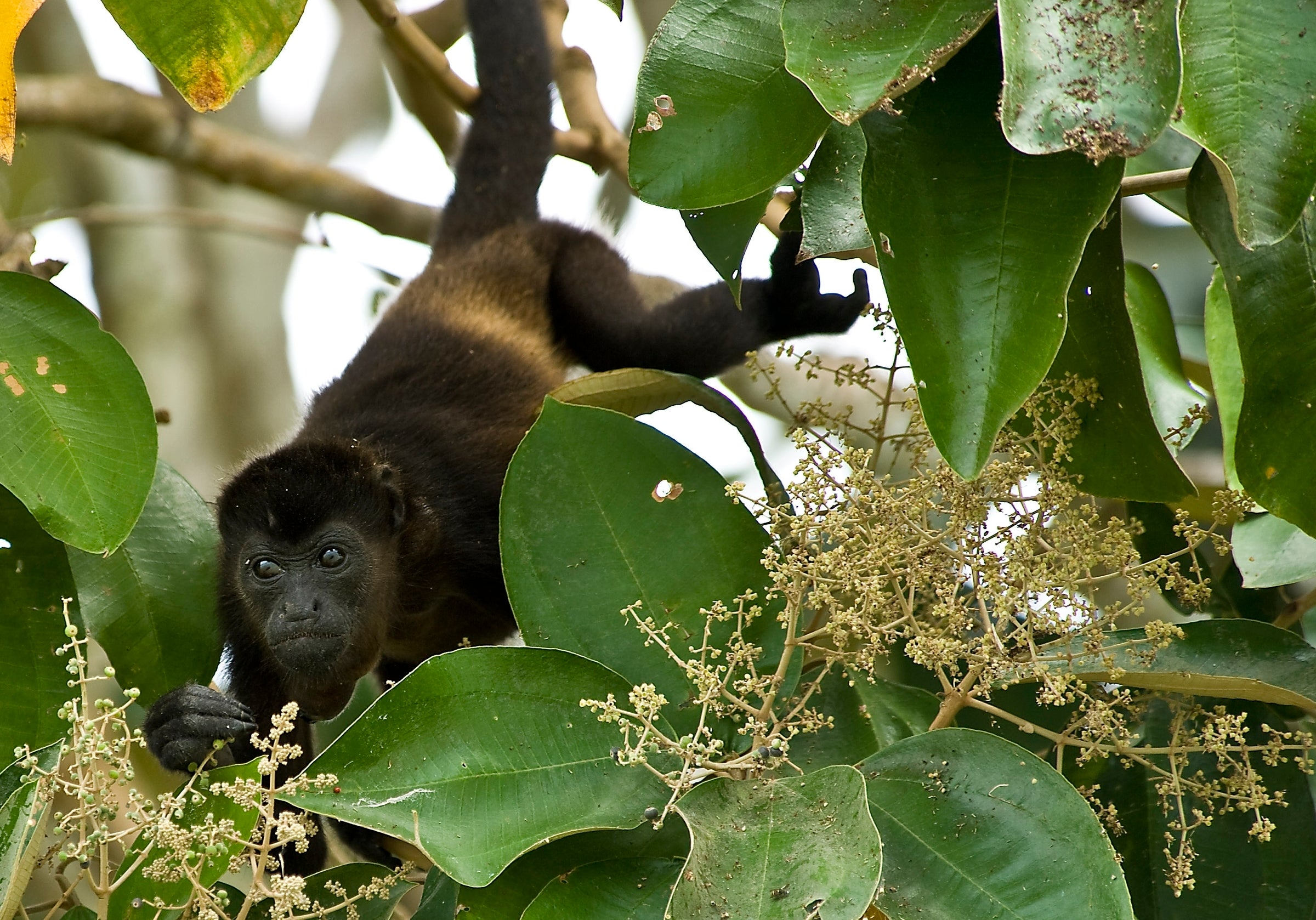 Panama’s Spectacular Rainforest