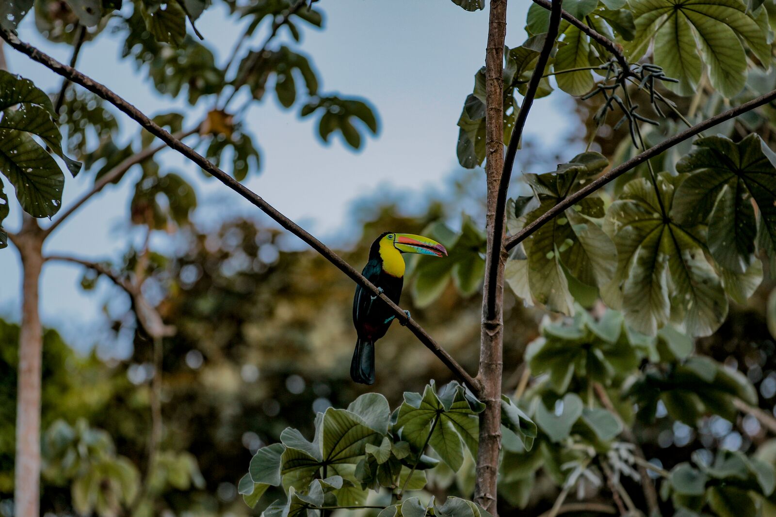 The Panama Canal Rainforest Boat Adventure