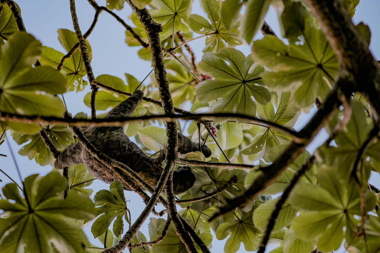 The Panama Canal Rainforest Boat Adventure