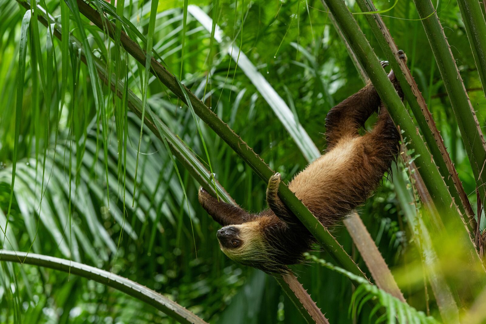 Panama’s Spectacular Rainforest