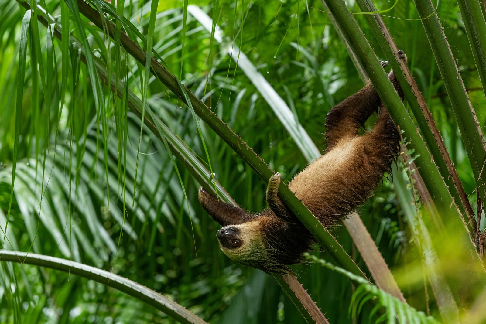 Pipeline Road Hike & Jungle Boat Expedition